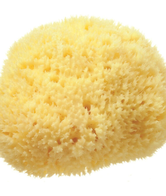 Hard Head Sponge Hydrea London