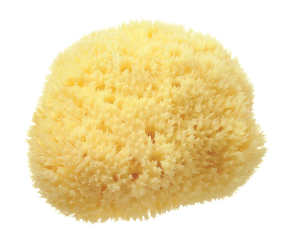 Hard Head Sponge Hydrea London