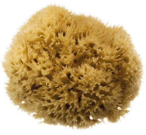 Bahamas Grass Sea Sponge