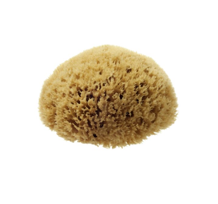 NATURAL HONEYCOMB SEA SPONGE 4-4.5″