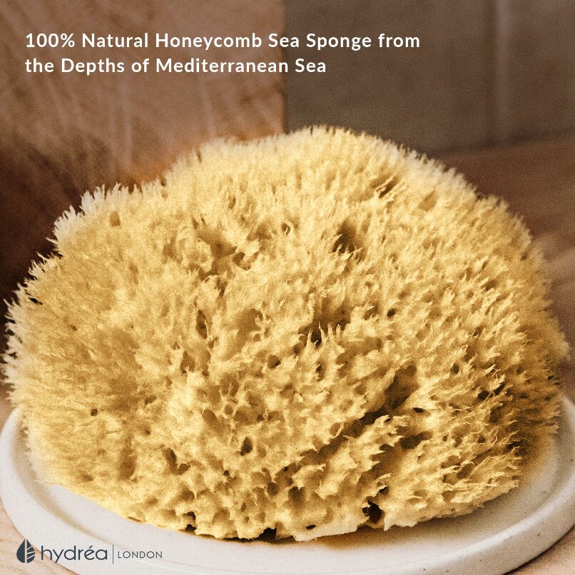 Natural Honeycomb Sea Sponge – size 5-5.5″ - Figura 2