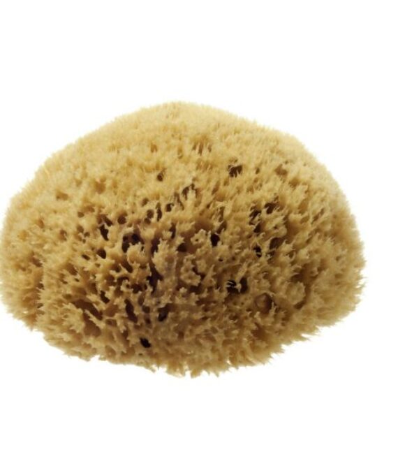 Natural Honeycomb Sea Sponge – size 5-5.5″