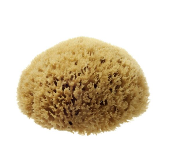 Natural Honeycomb Sea Sponge – size 5-5.5″